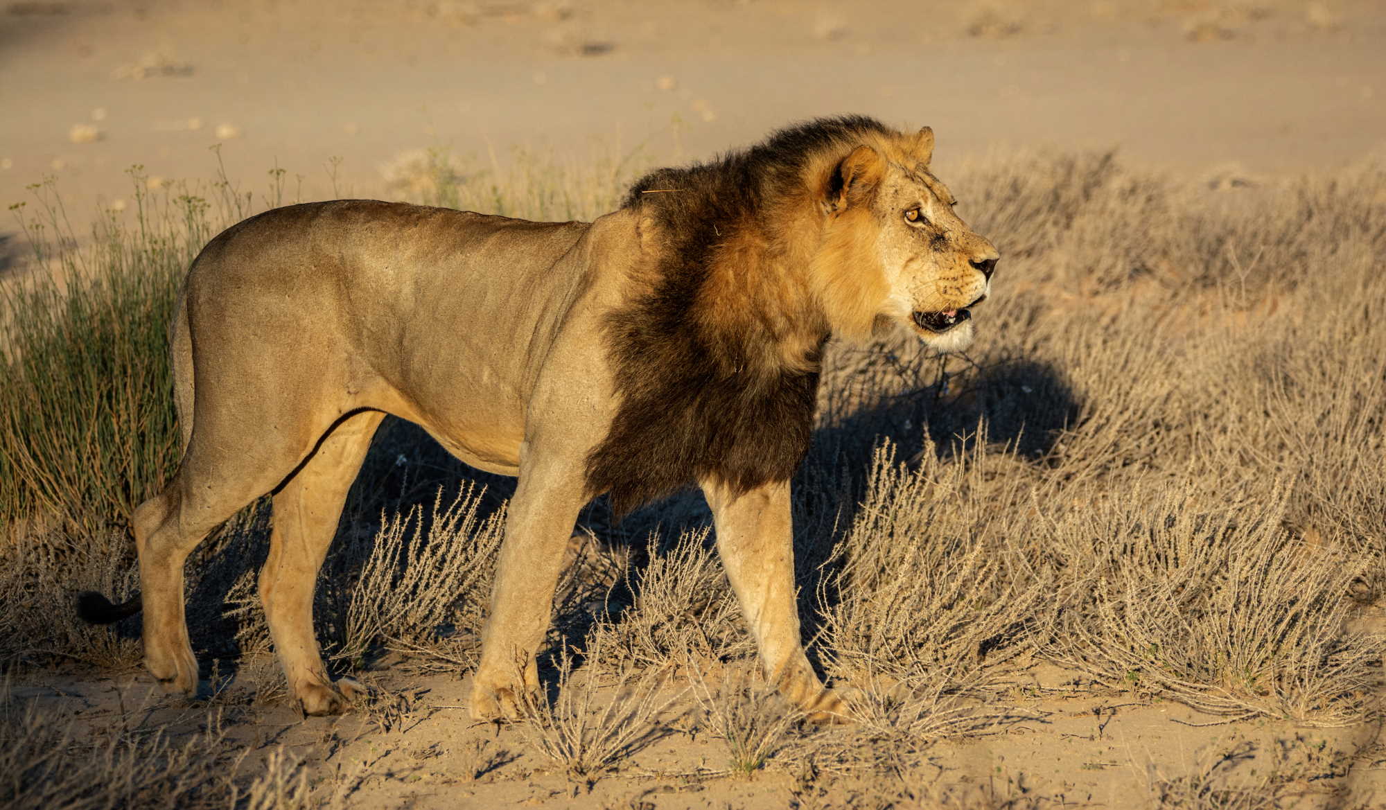 Male Lion At Sunset