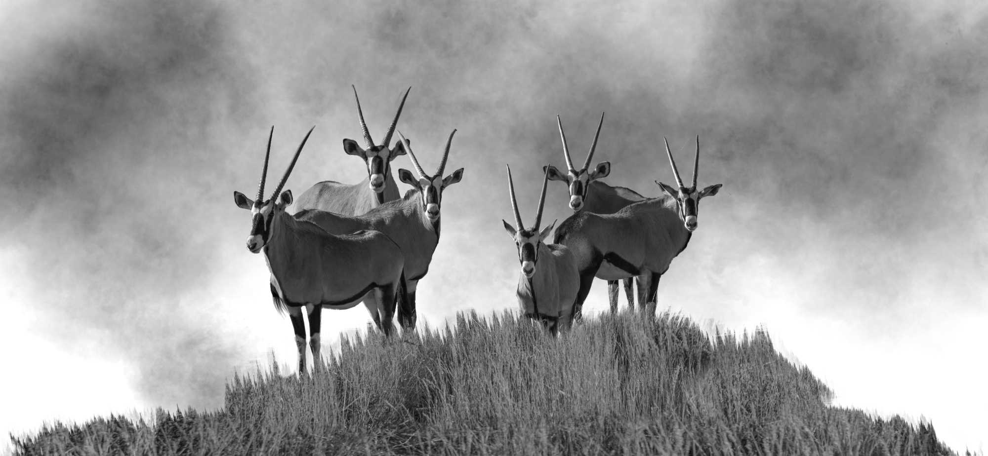 Oryx Koppie