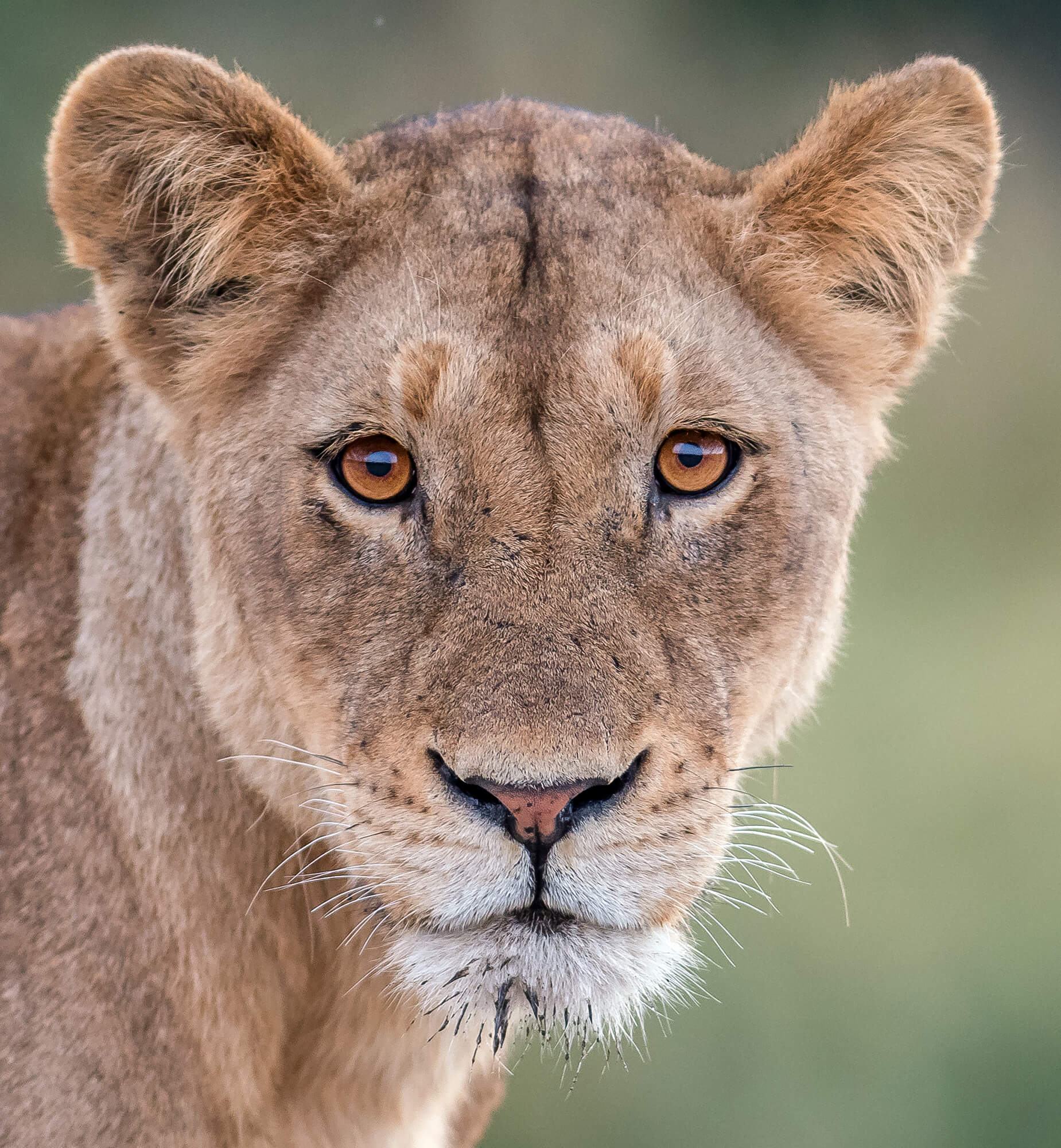 Young Lion