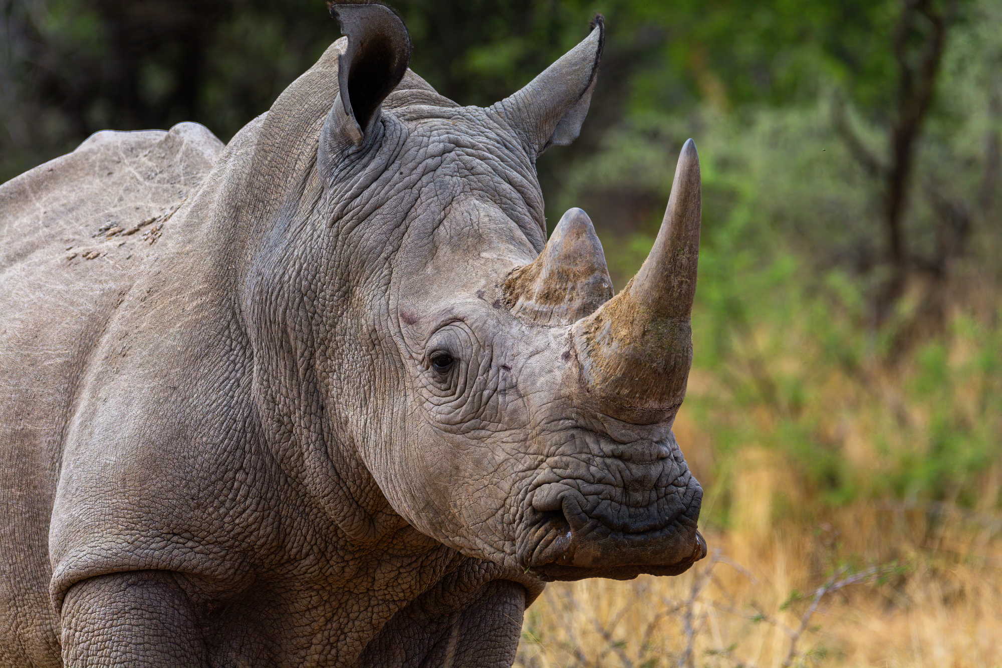 White Rhino