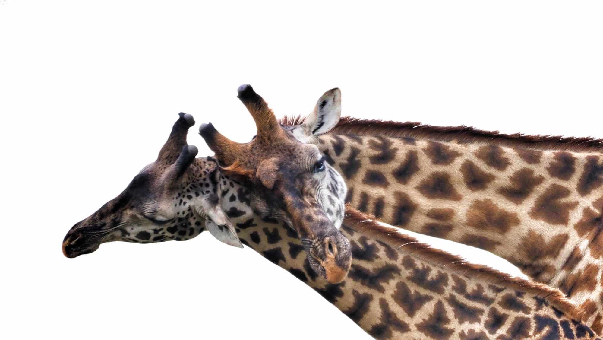 Giraffe Necking